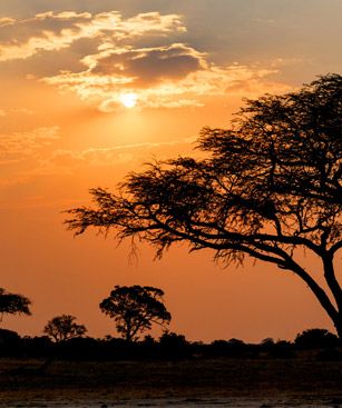 Maiduguri Paysage Arbres