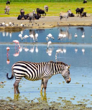 Arusha Lac Ngorongoro Animaux