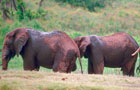 Vol Sri Lanka