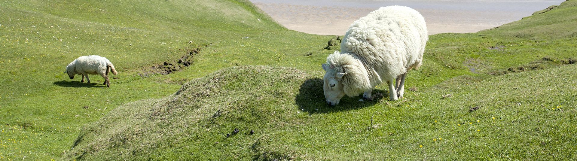 Donegal